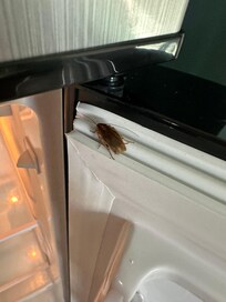 In our refrigerator…