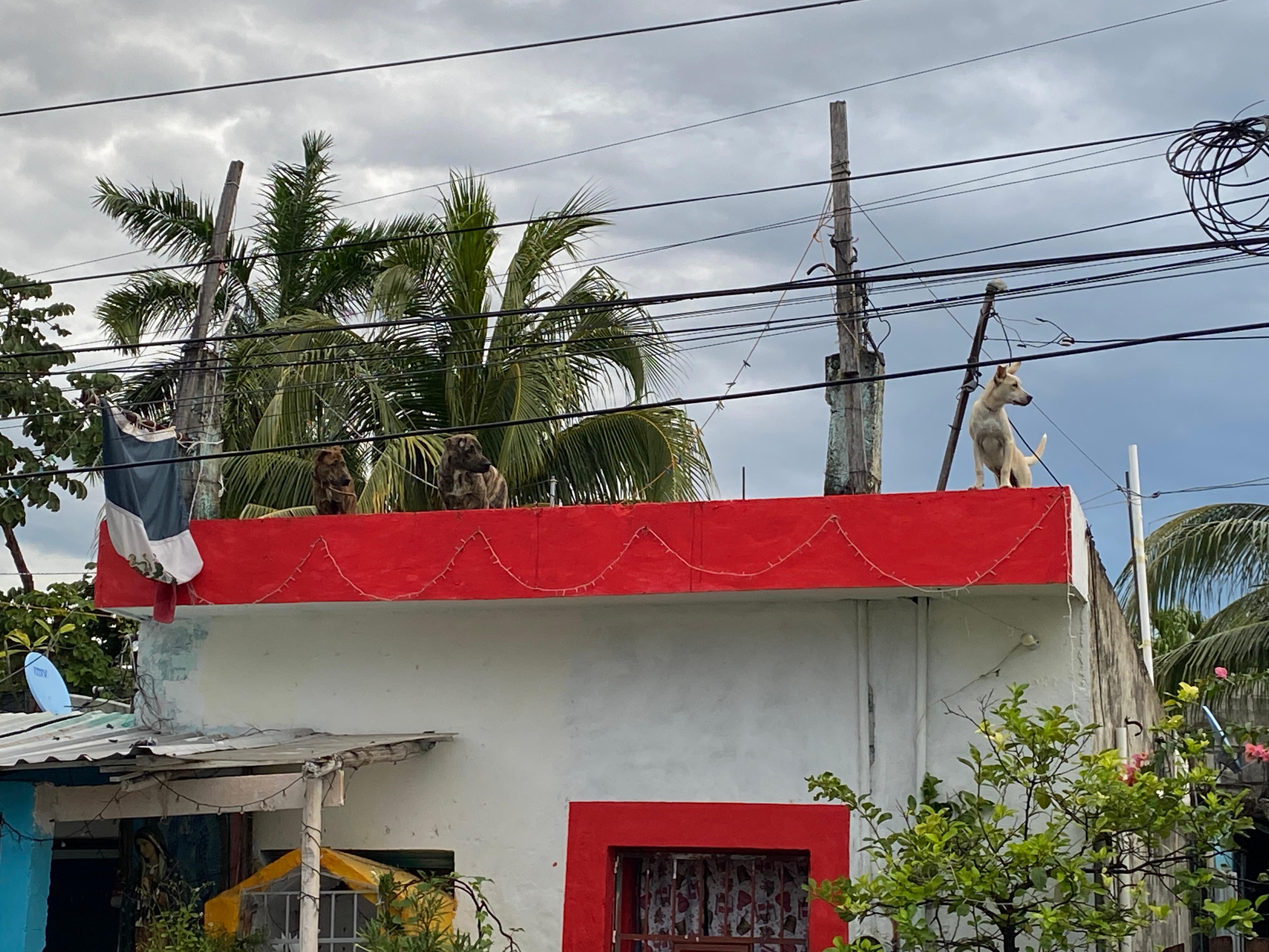 Free 7 AM adorable roof dogs alarm clock right across street from complex. 