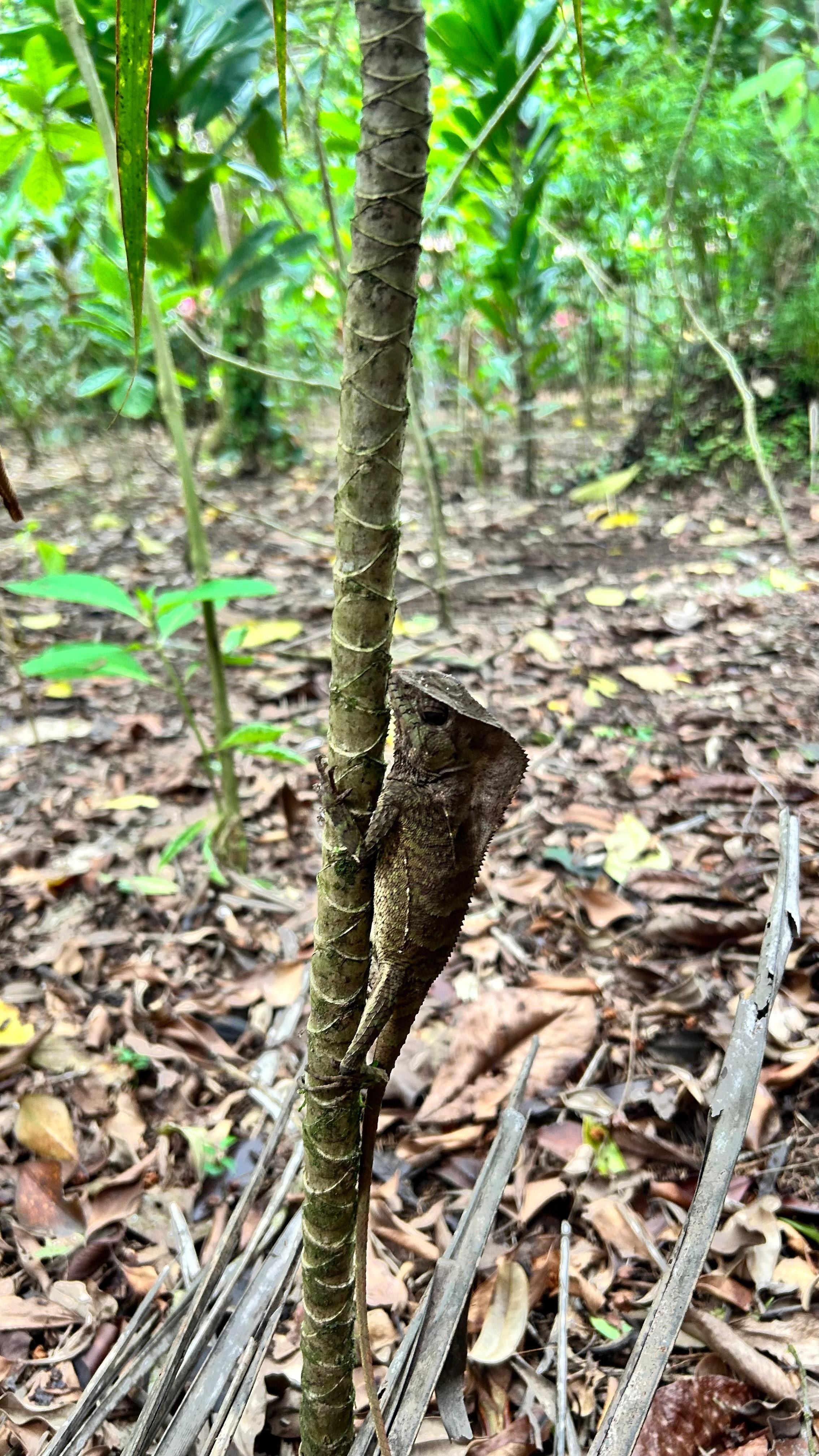 Este animal está en recepción por las mañanas. Muy raro de ver. 
