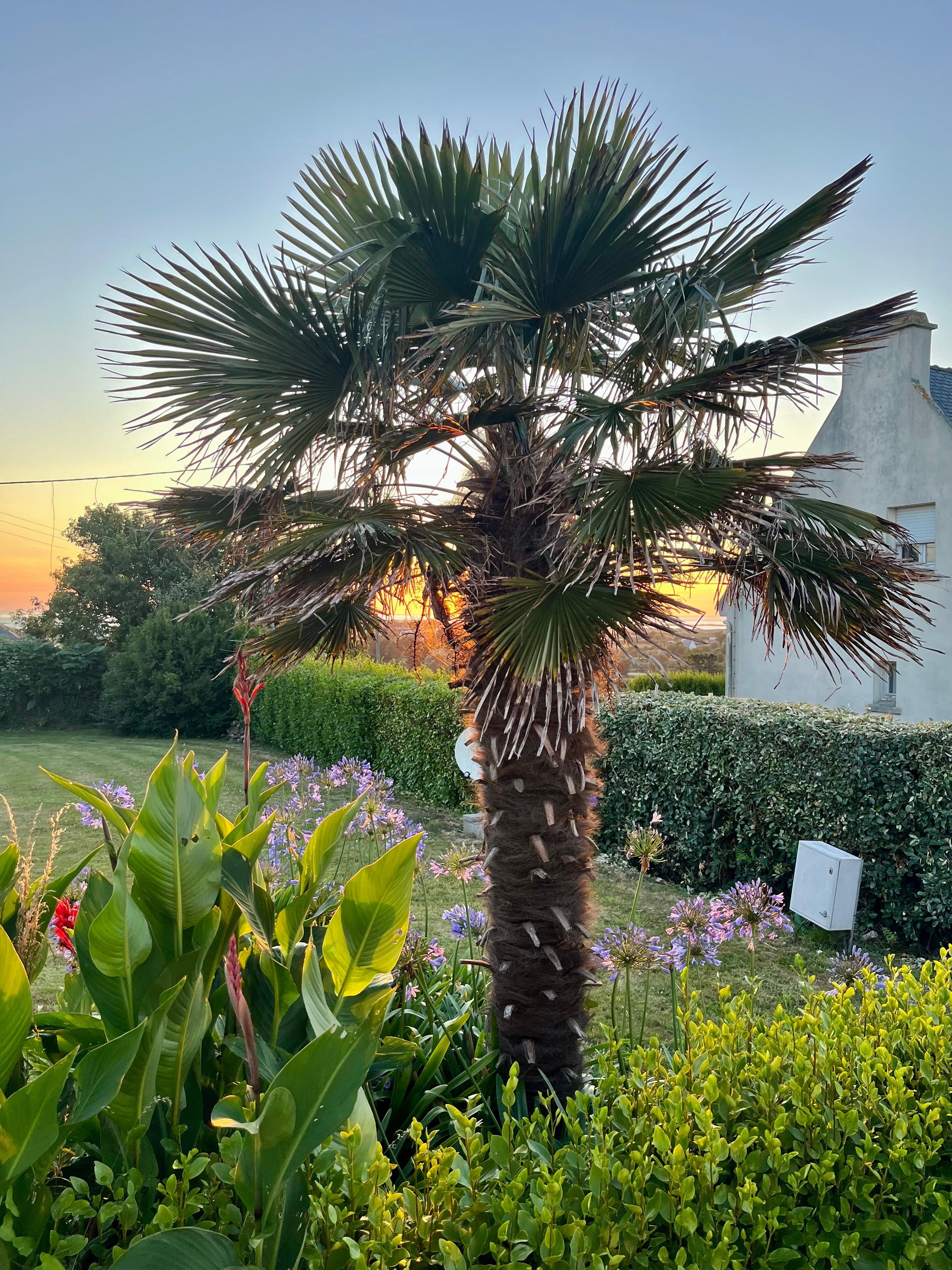 Palme an der Terrasse im Abendlicht