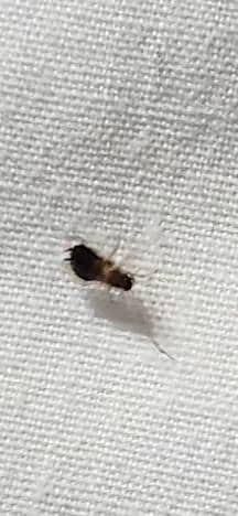 Bug found in room