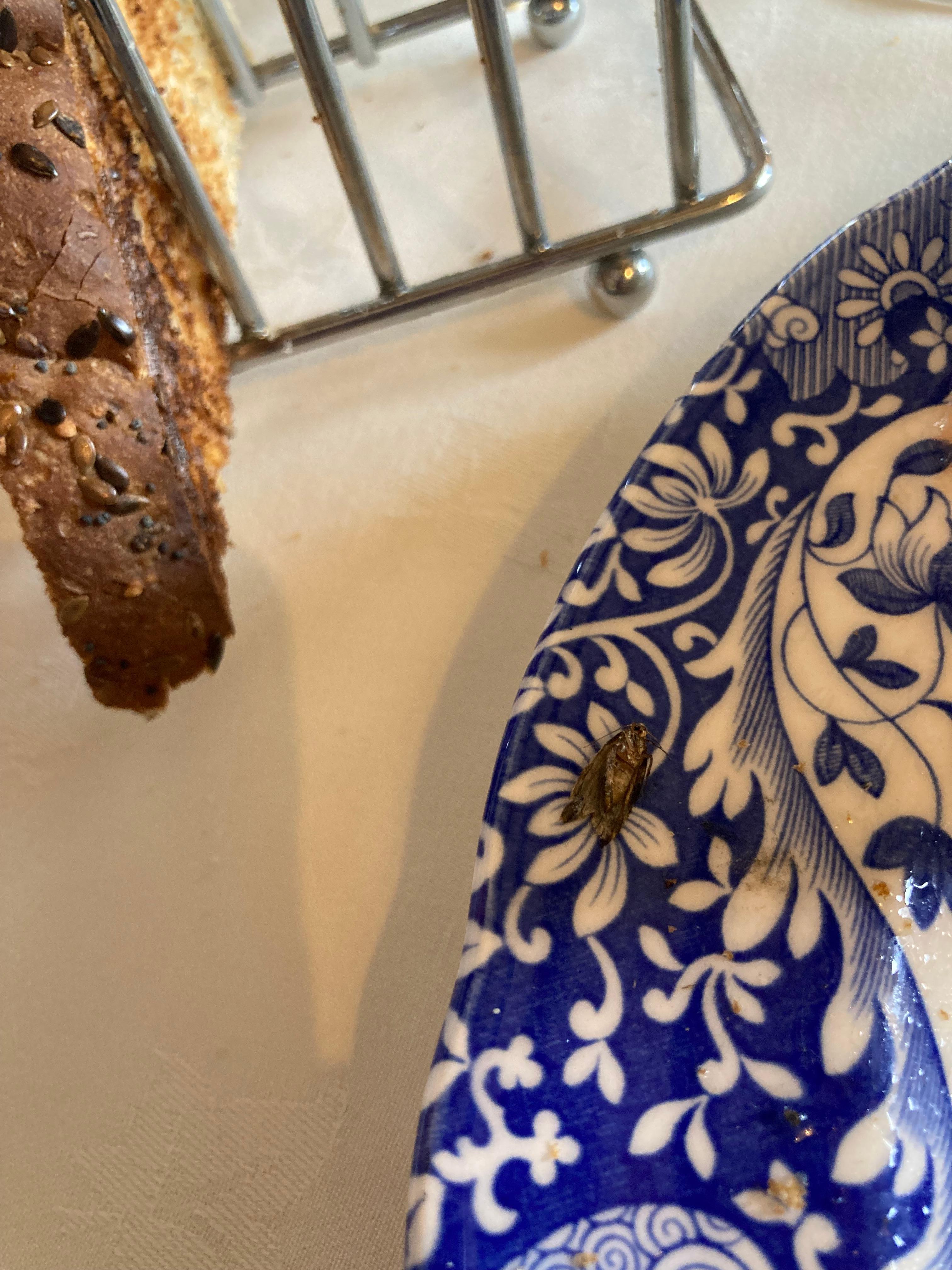 Insect on breakfast plate