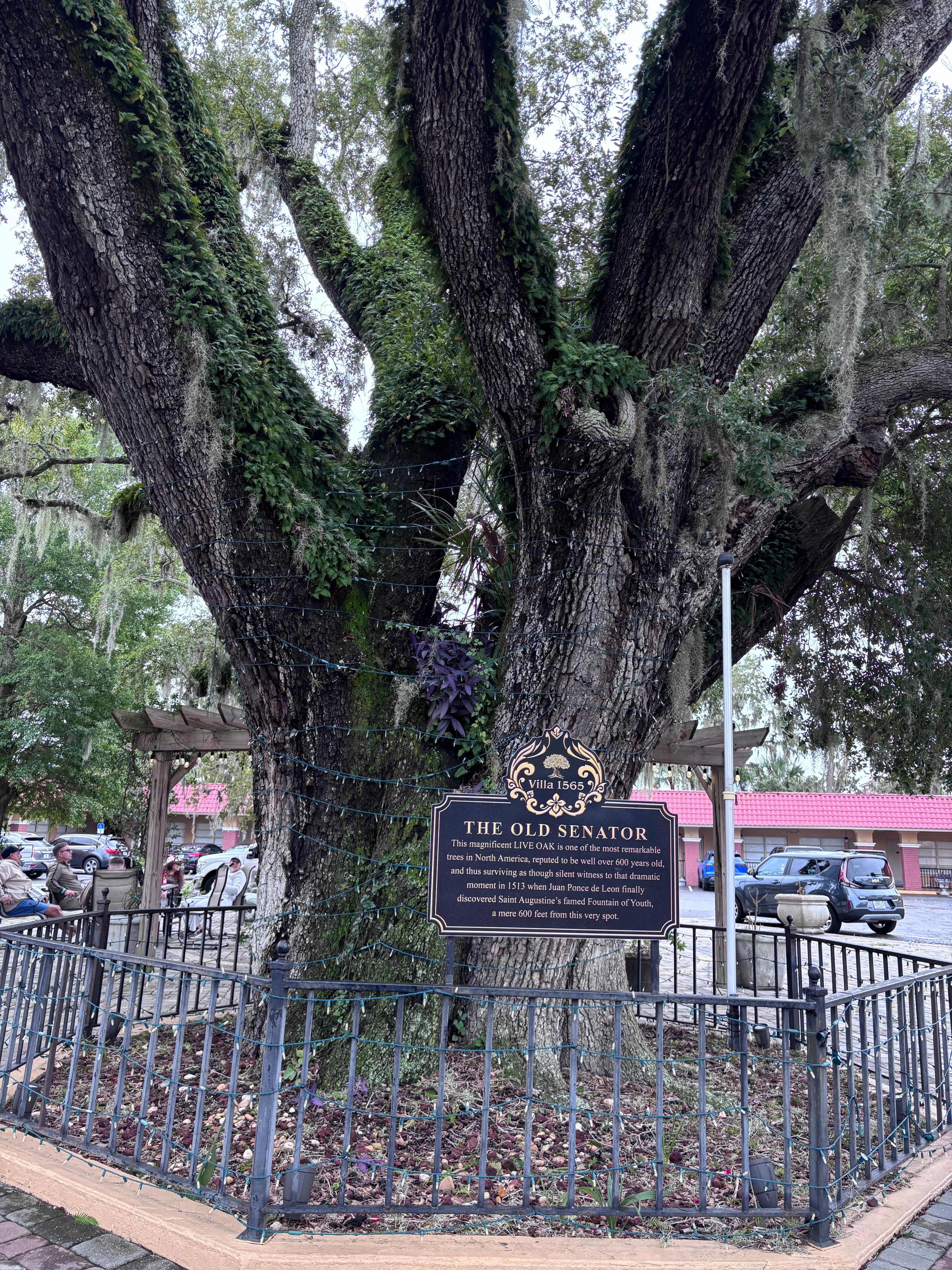 St Augustine’s oldest tree 