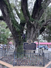 St Augustine’s oldest tree