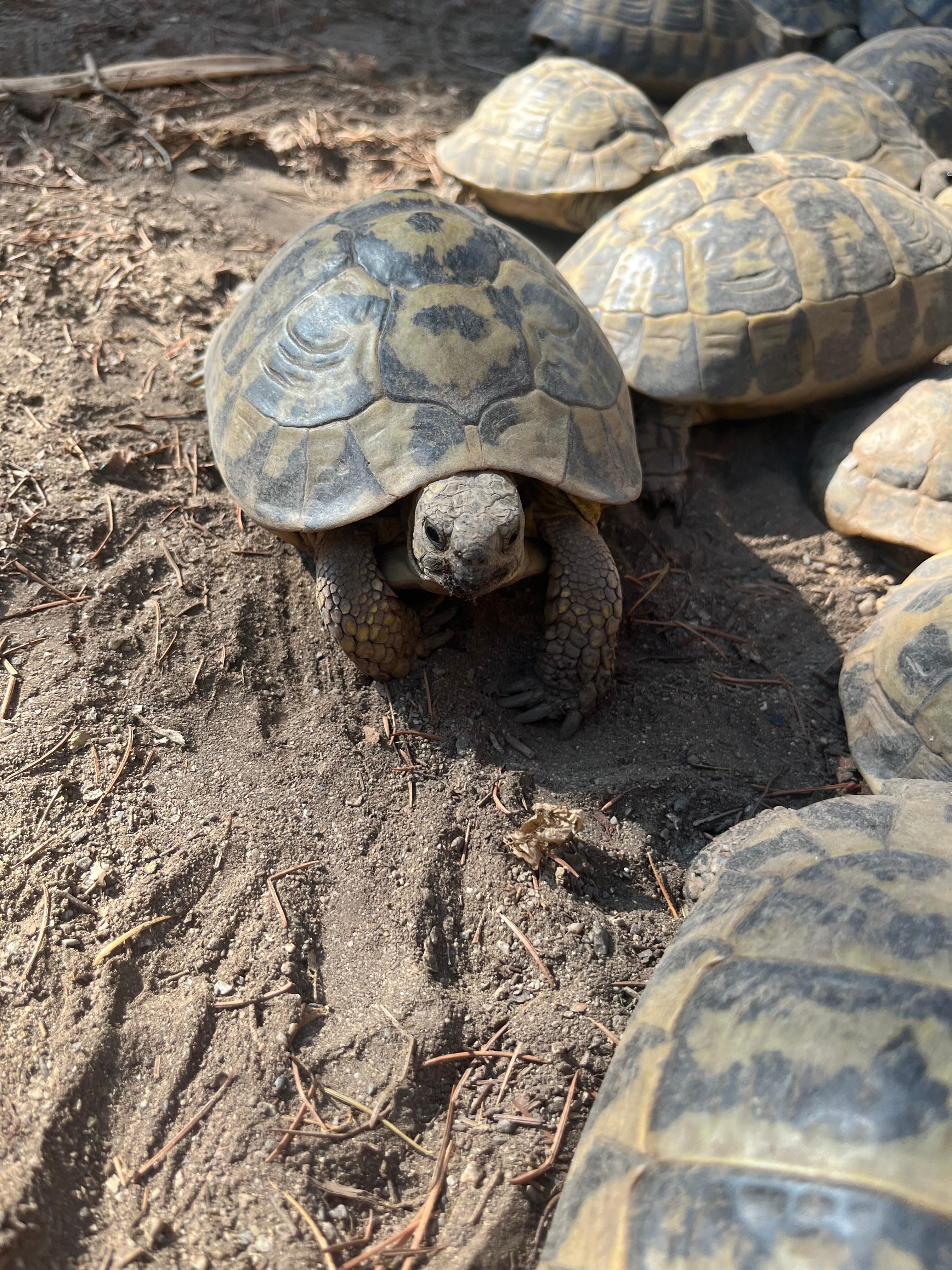 Die gepanzerten Mitbewohner