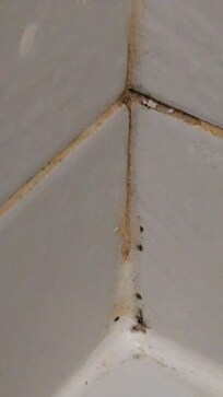 Mold and mildew in shower