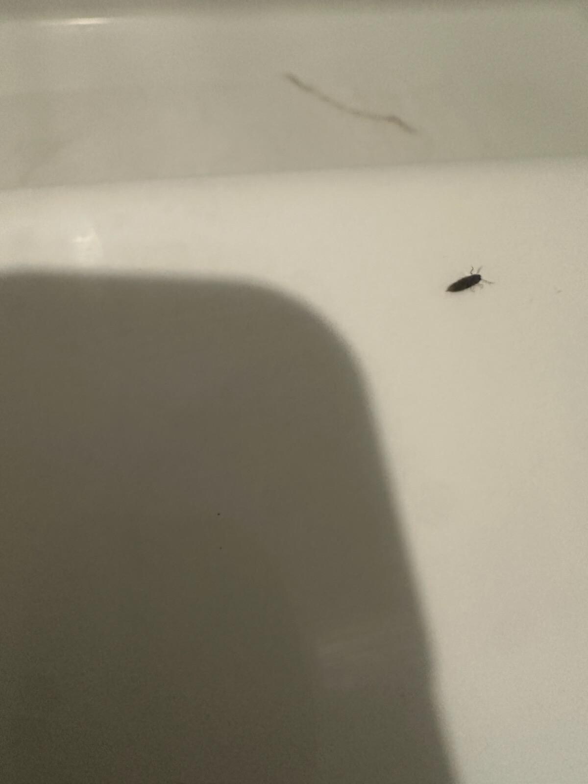 Bug in downstairs bathroom