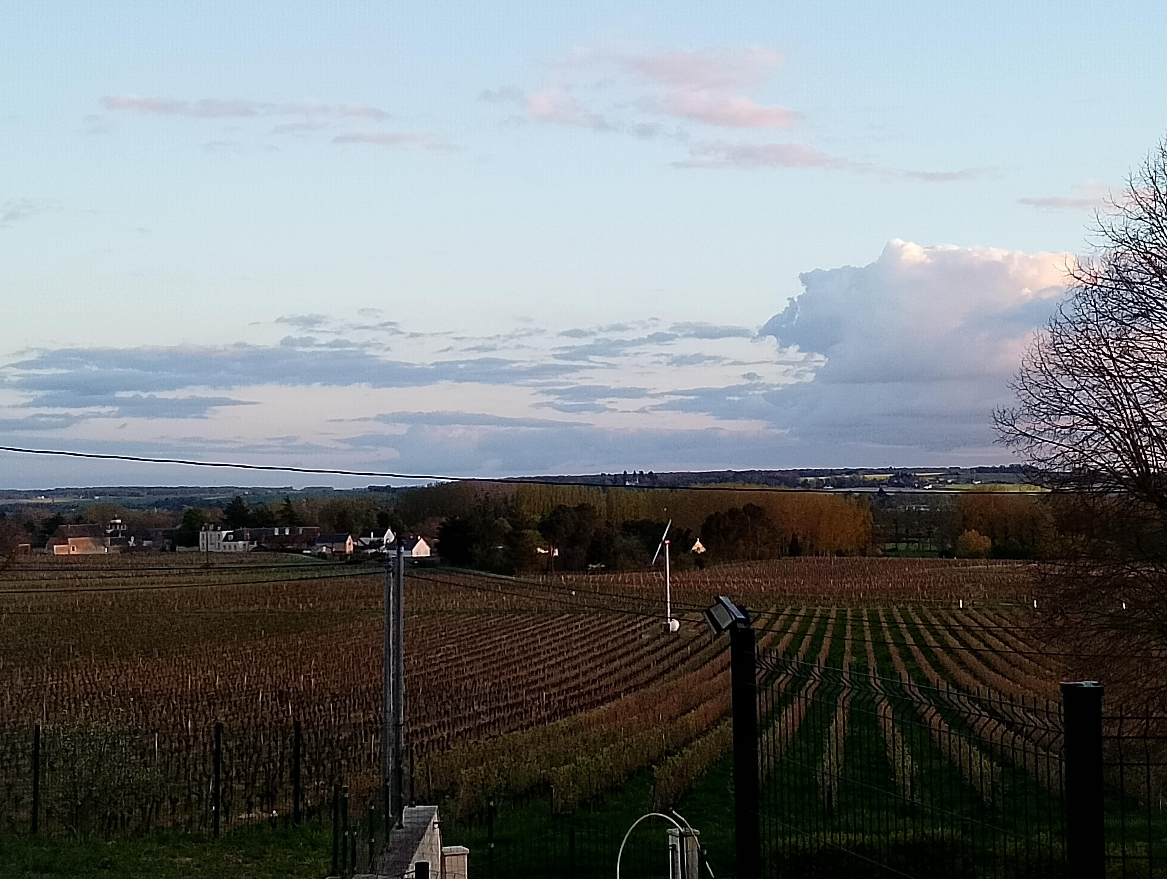 Vue sur les vignes depuis la cour 