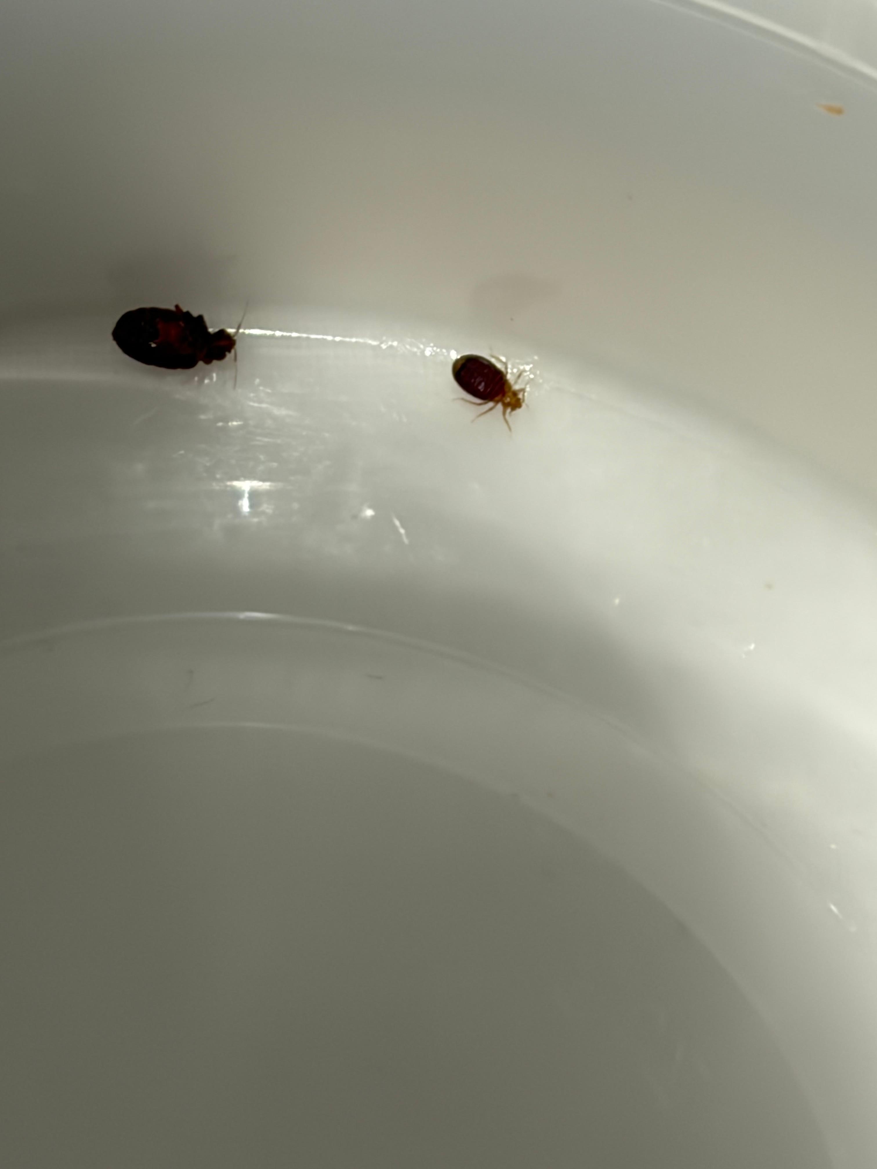 Caught said bugs to show desk and Expedia. There were so many