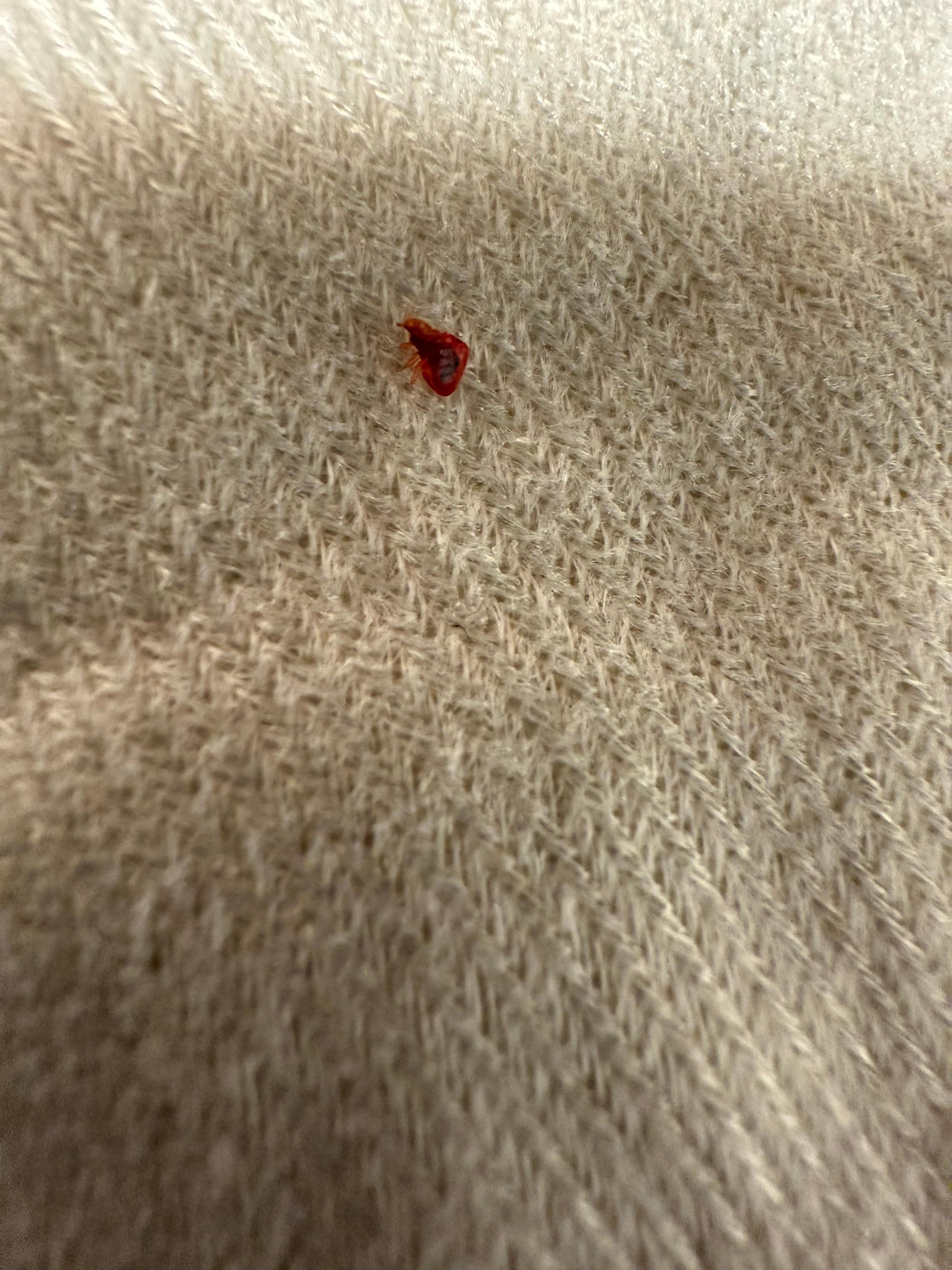Bed bugs