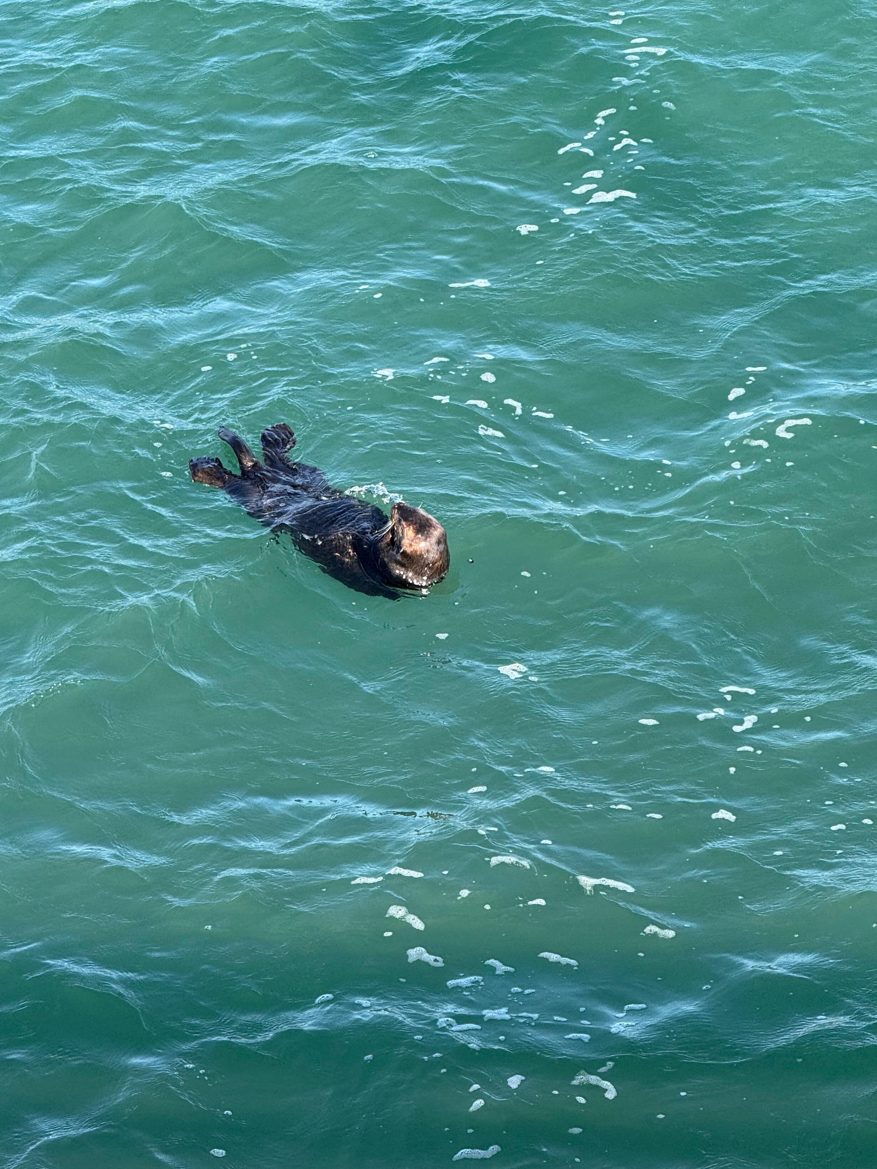 Adorable sea otter off the pier in Cayucos!