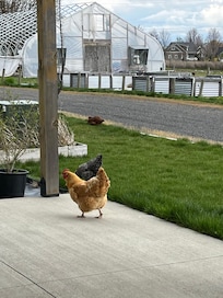 Friendly chickens :)