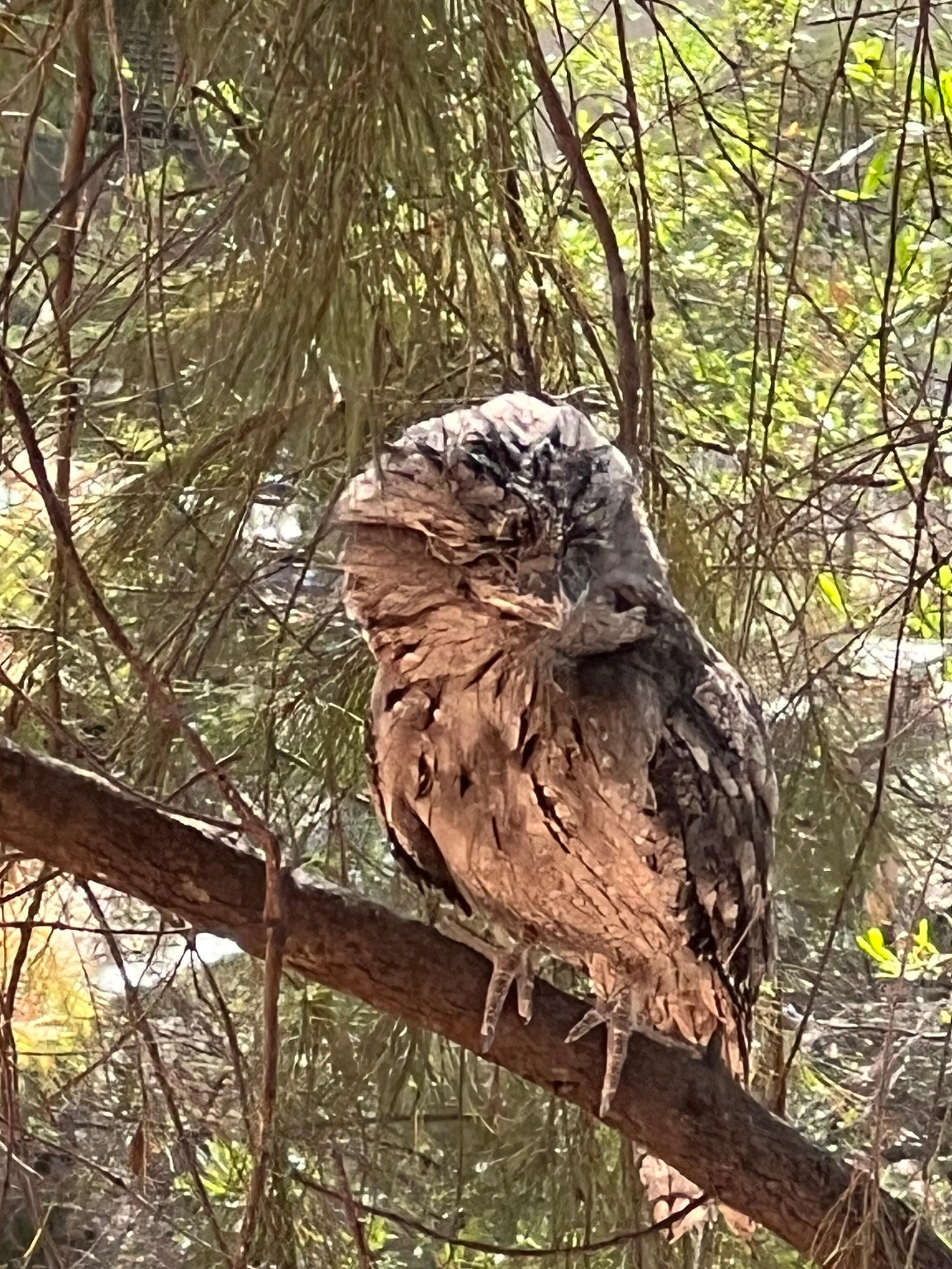 A tawny owl in the tree close by viewed from our balcony 
