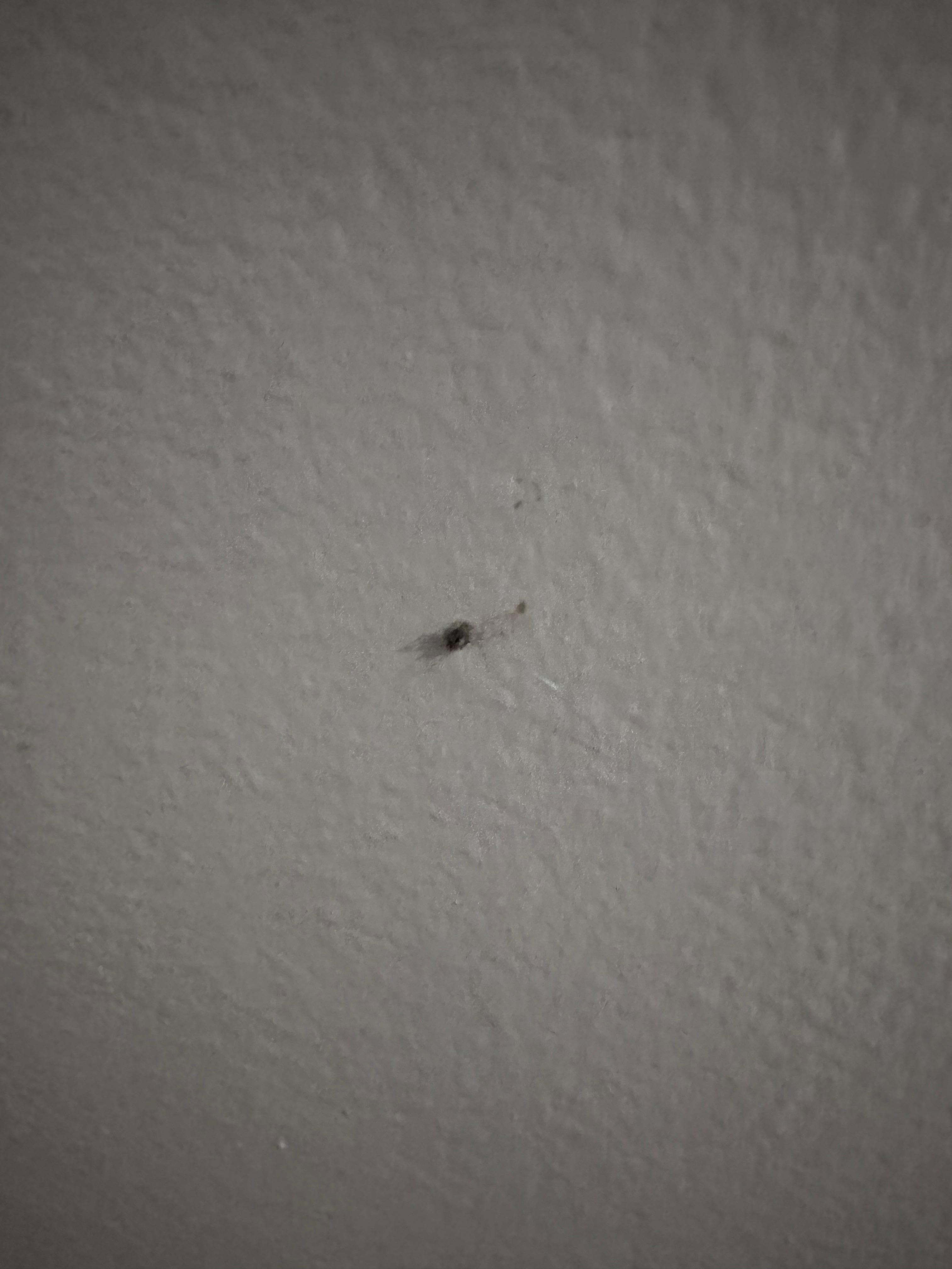 Roaches crawling on the wall and cracks of  door in bedroom