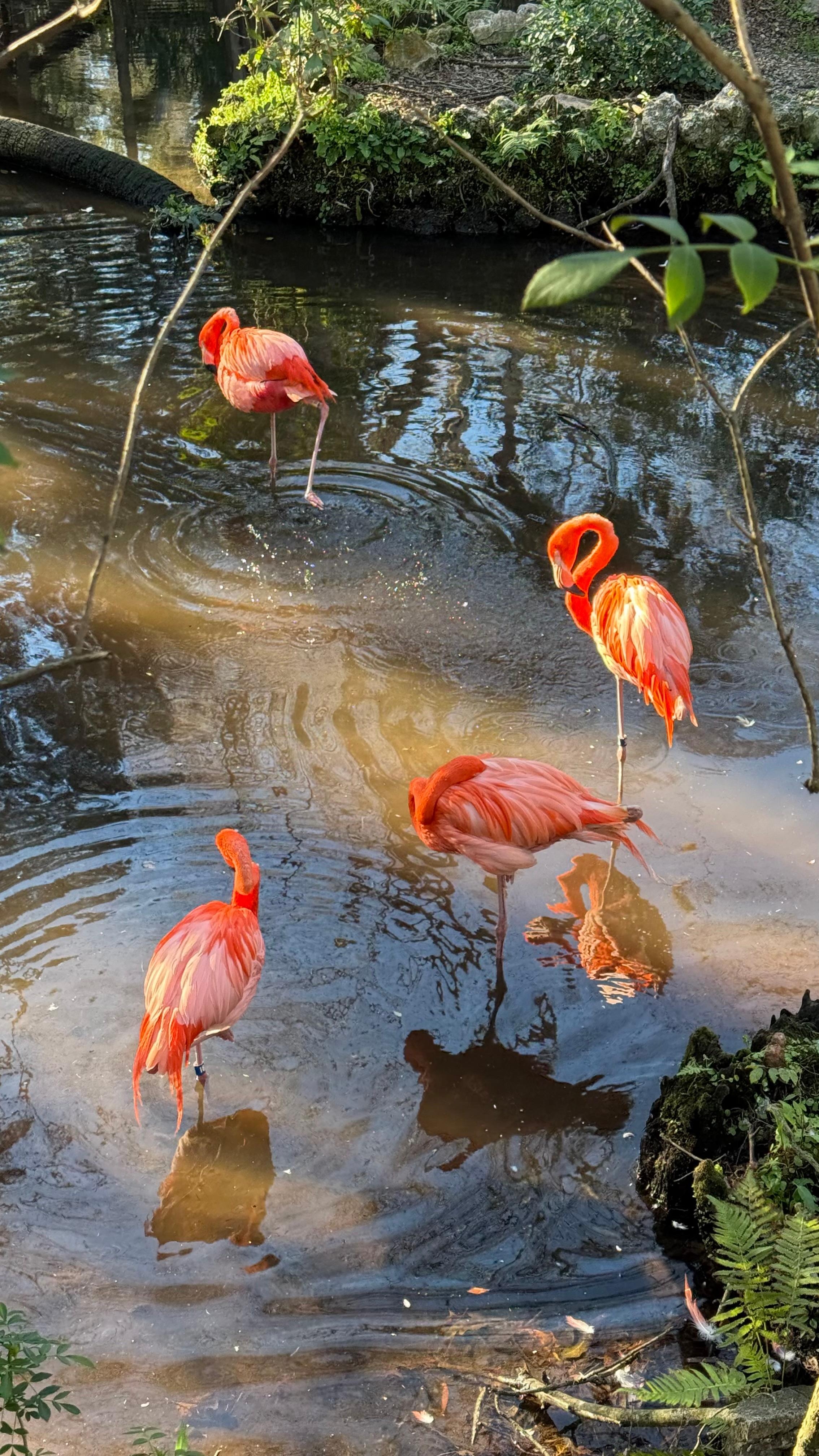Ellie Schiller Homosassa Springs Wildlife State Park, Homosassa, FL