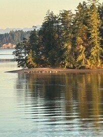Seals on Eagle Island