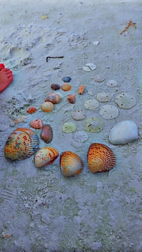 Shells