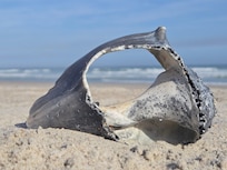 Great shells on the beach