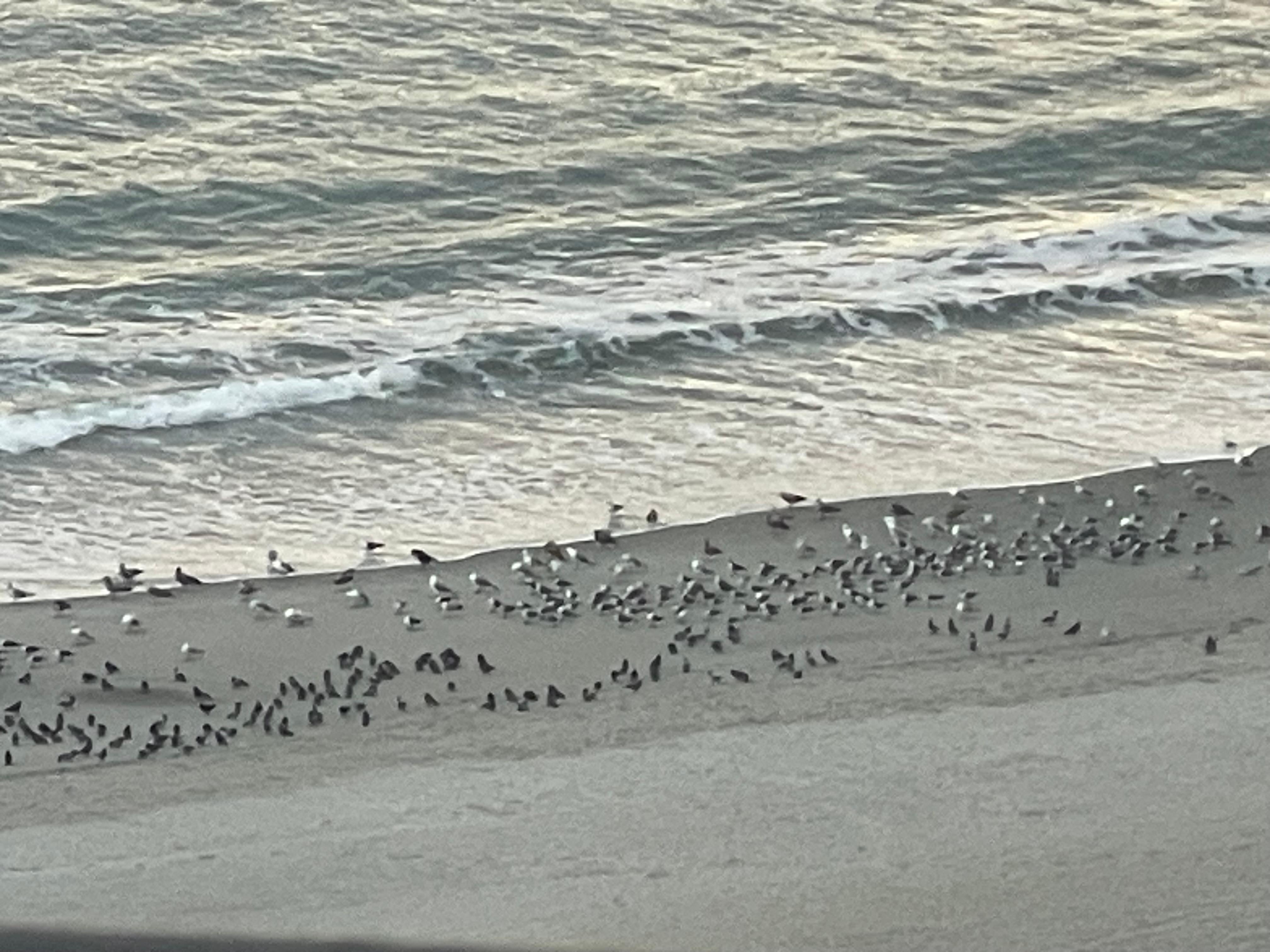 Morning from my balcony 