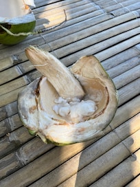 Buko /Coconut from a tree by the water.