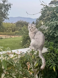 Loki - the pretty kitty