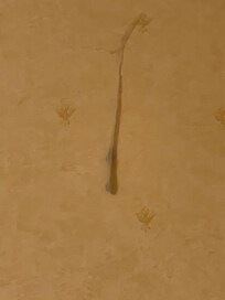 This was part of a huge cobweb hanging from the ceiling, room was obviously not in great shape, the entire hotel needs renovation and lots of tlc