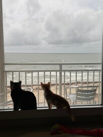 Beachfront views and pet friendly :)