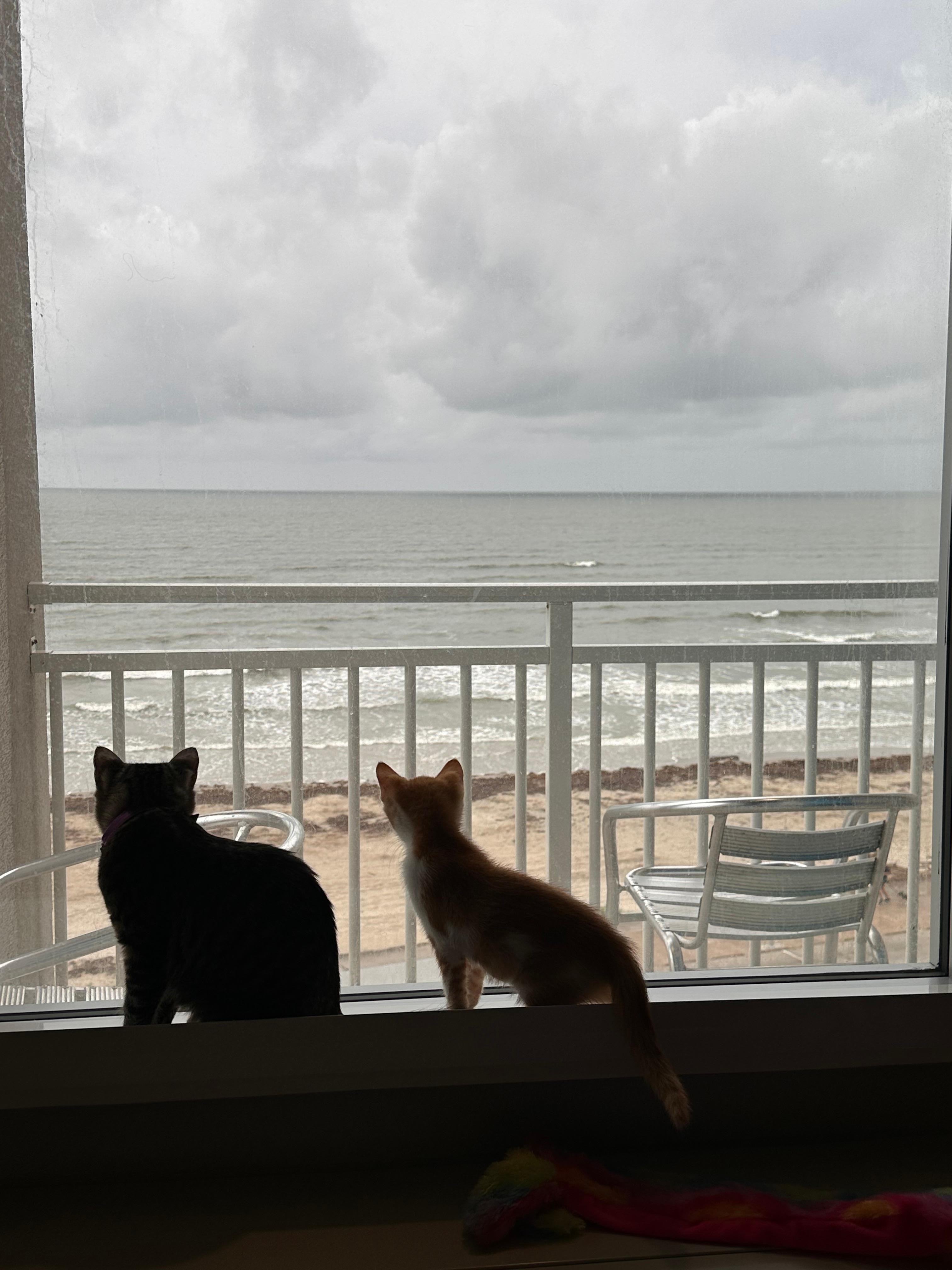 Beachfront views and pet friendly :)