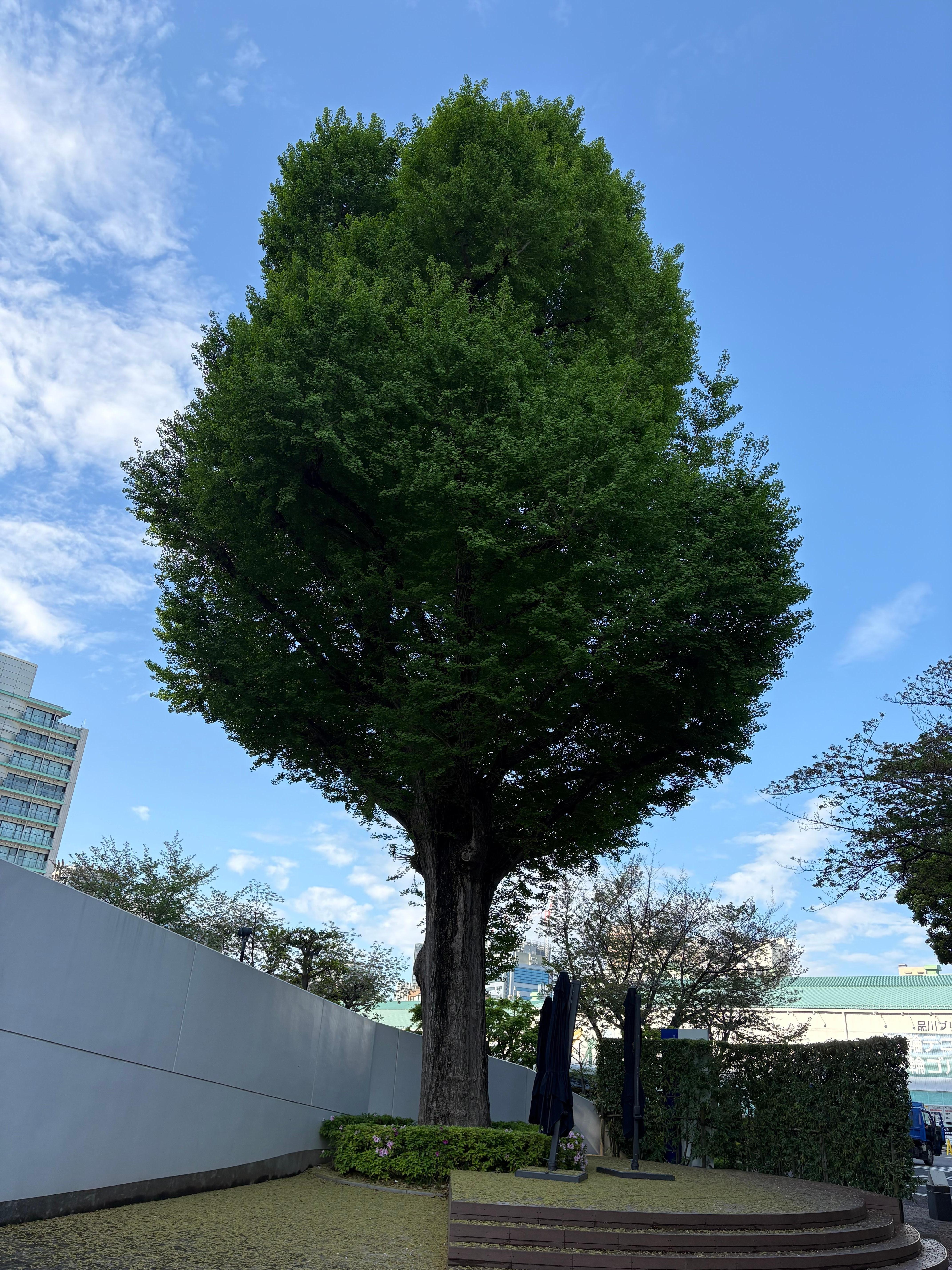 Tall tree with nice weather 