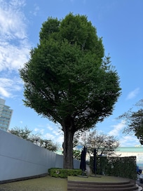 Tall tree with nice weather
