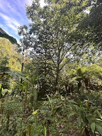 Lost Gardens of Heligan