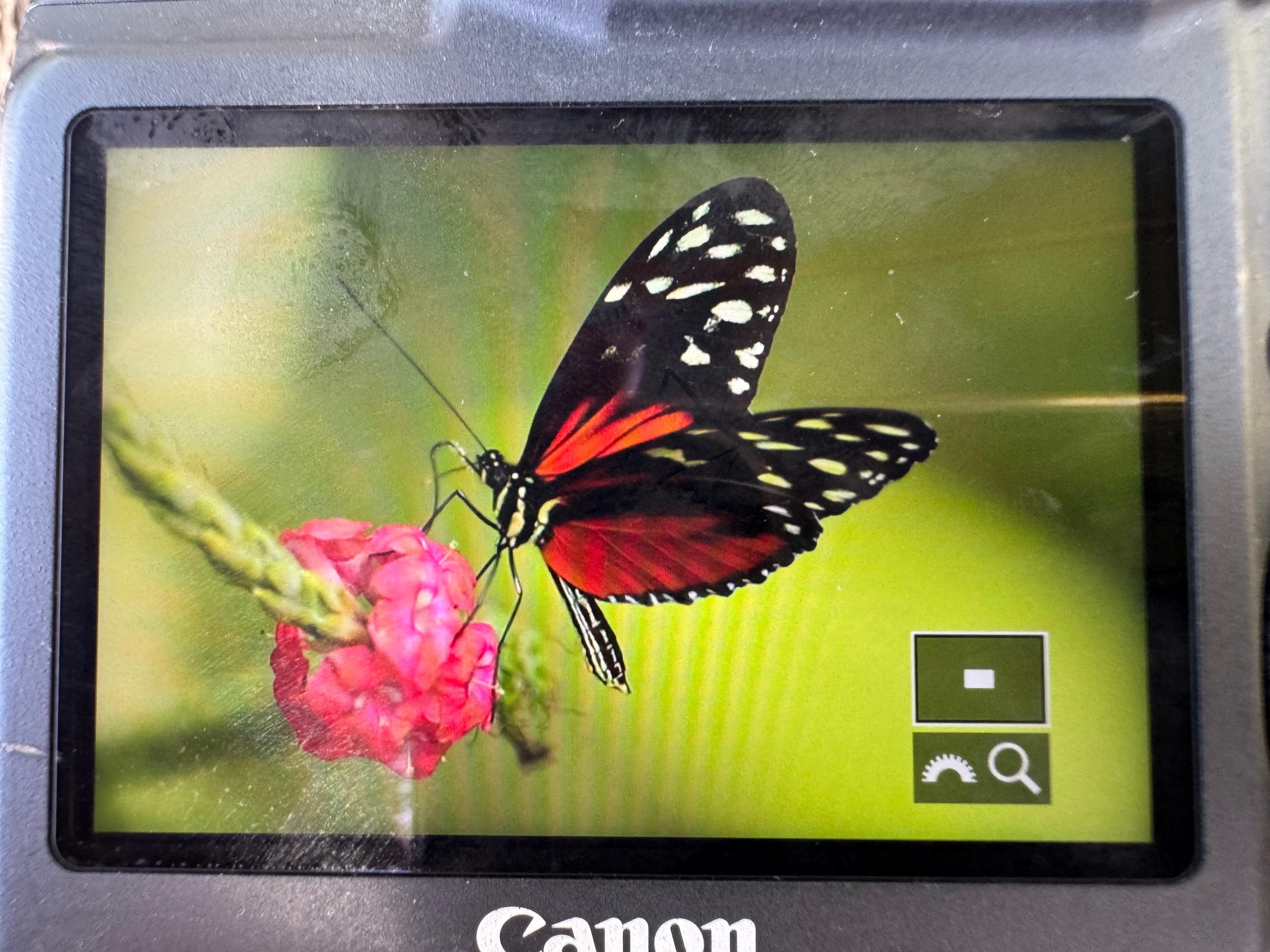 I took this while sitting at the pool!