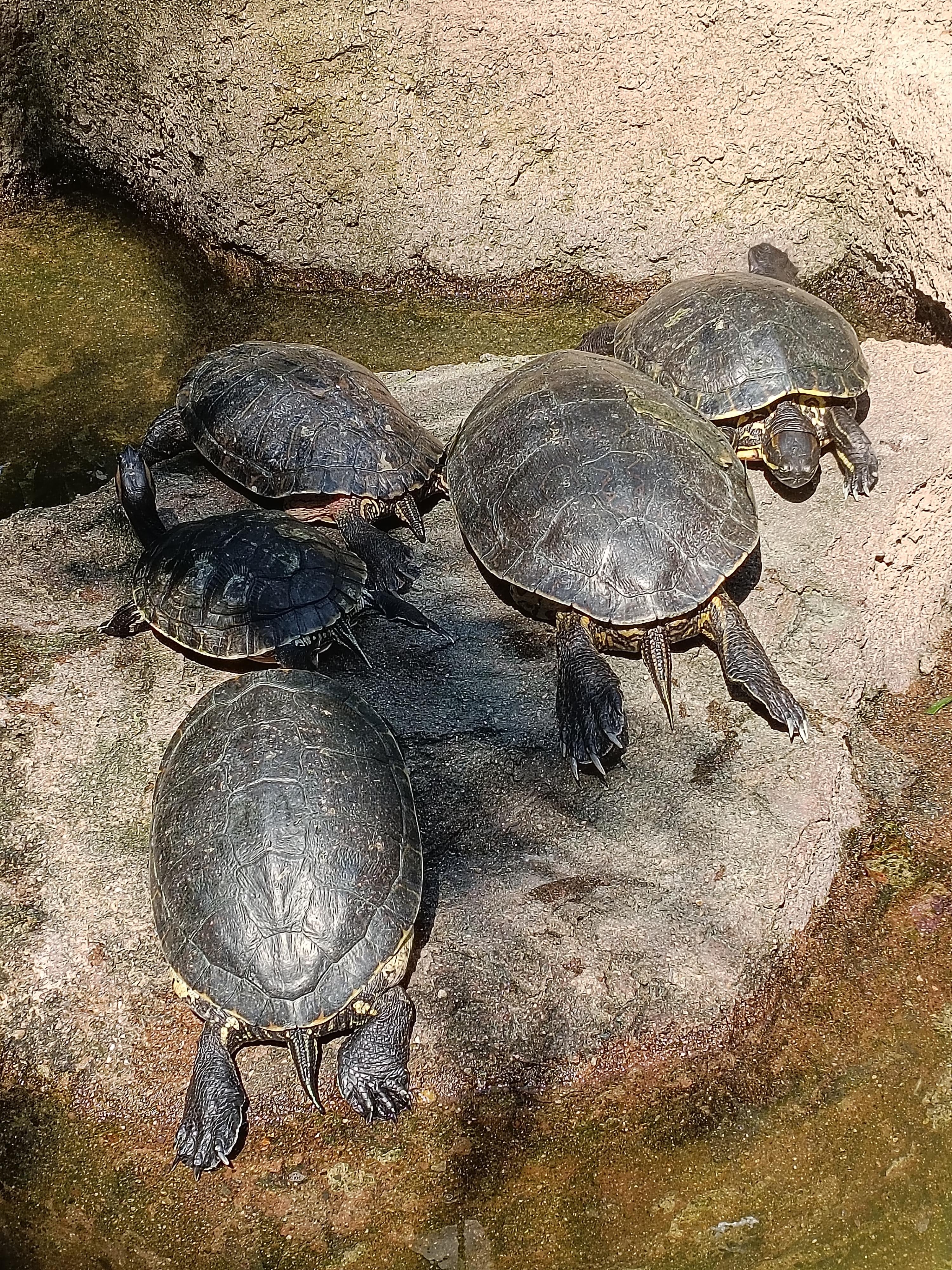 Turtles!
