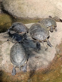 Turtles!