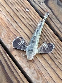 Fish caught off dock