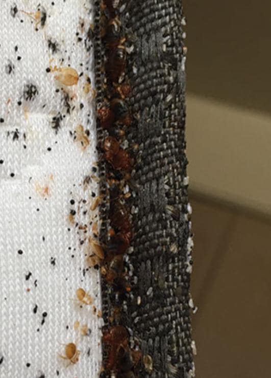 Bed bugs we could stay there