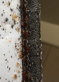 Bed bugs we could stay there