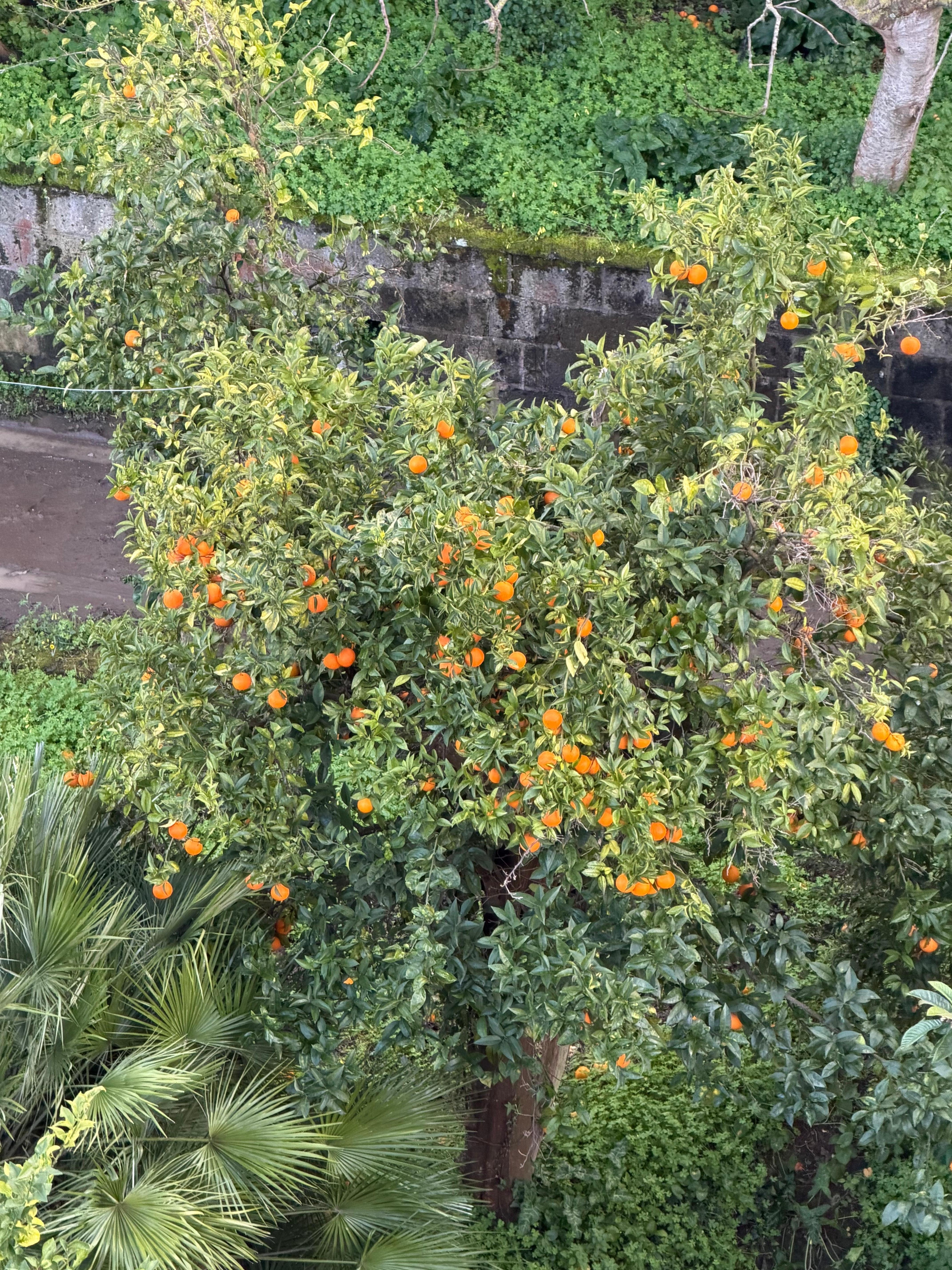Lemon and orange trees