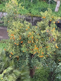 Lemon and orange trees