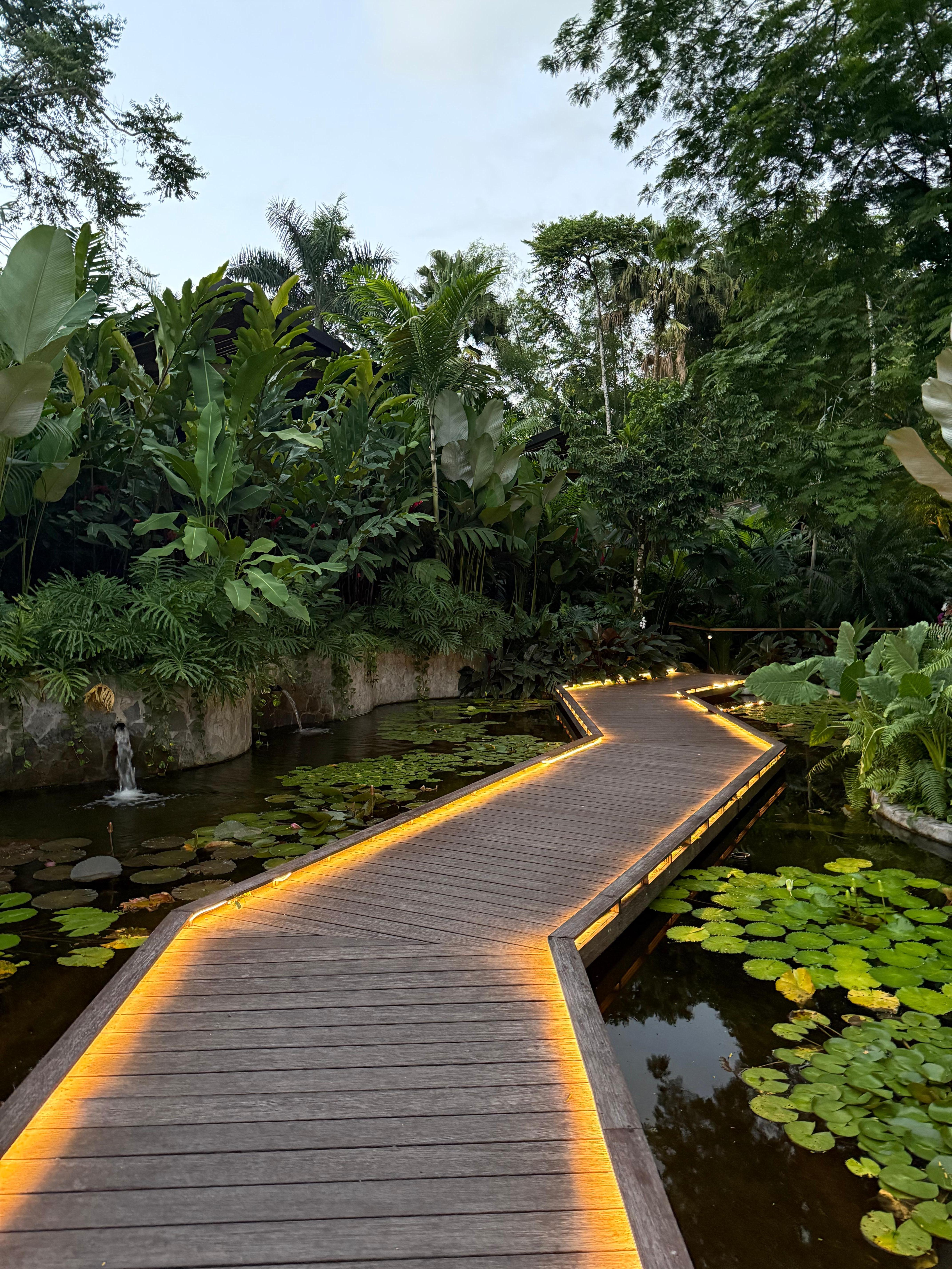 Lovely lily garden 