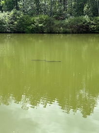 We couldn’t land these monsters, but there are at least eight of them that swim within casting distance of the dock.