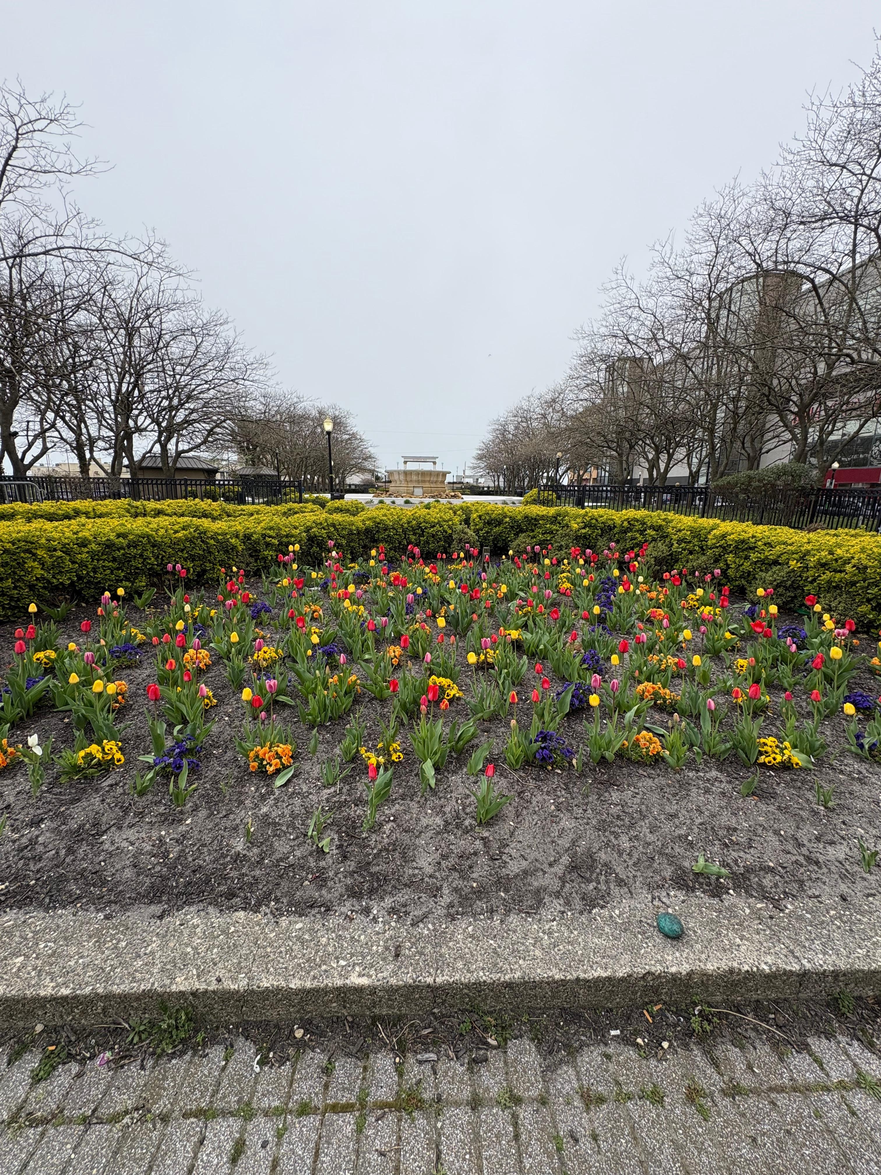 Tulip garden in front f main lobby beautiful 