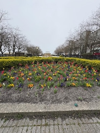 Tulip garden in front f main lobby beautiful