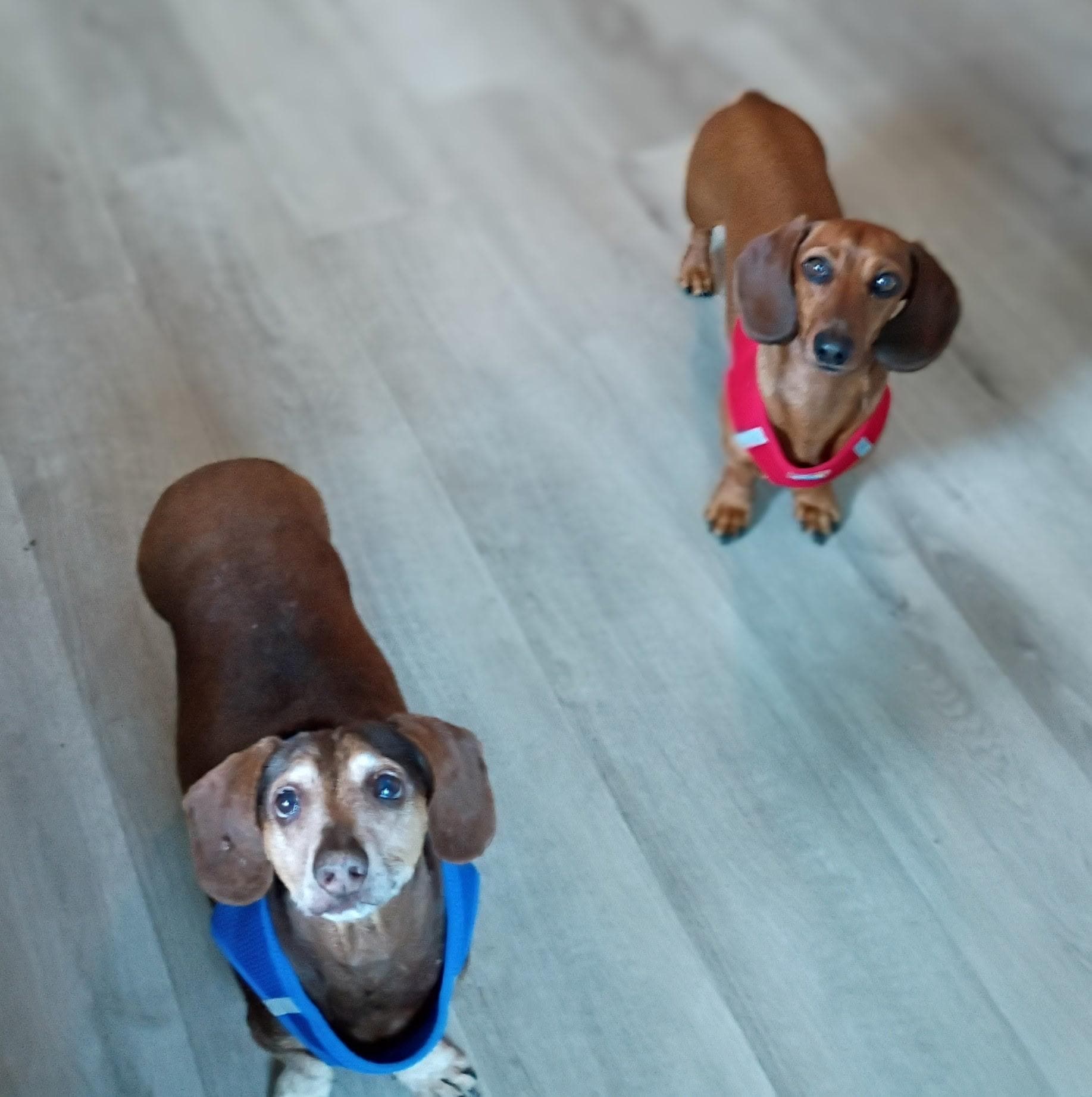 The fur babies loved it too. They would like to come back!! ❤️