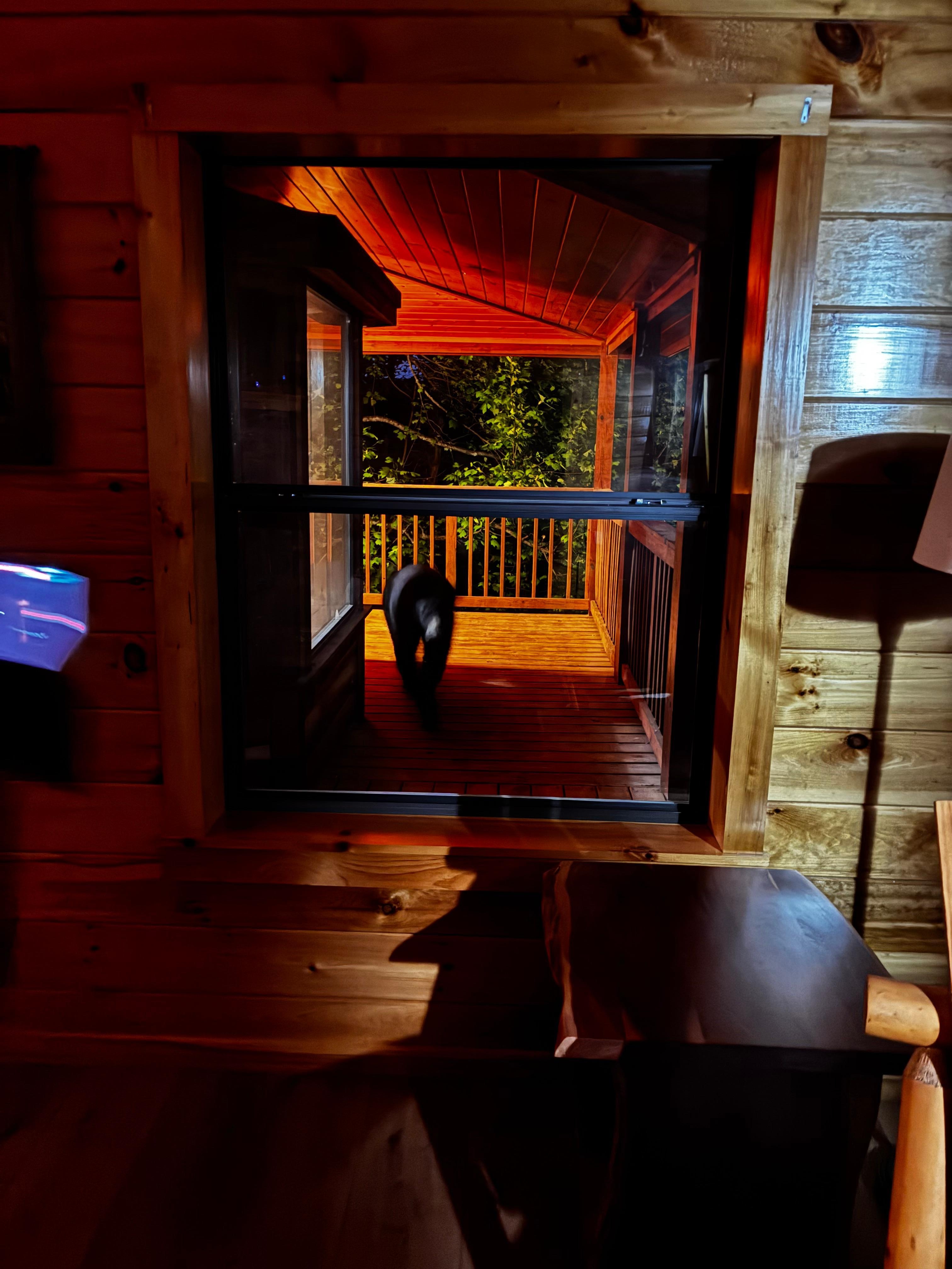 Had a unexpected visitor come strolling by 