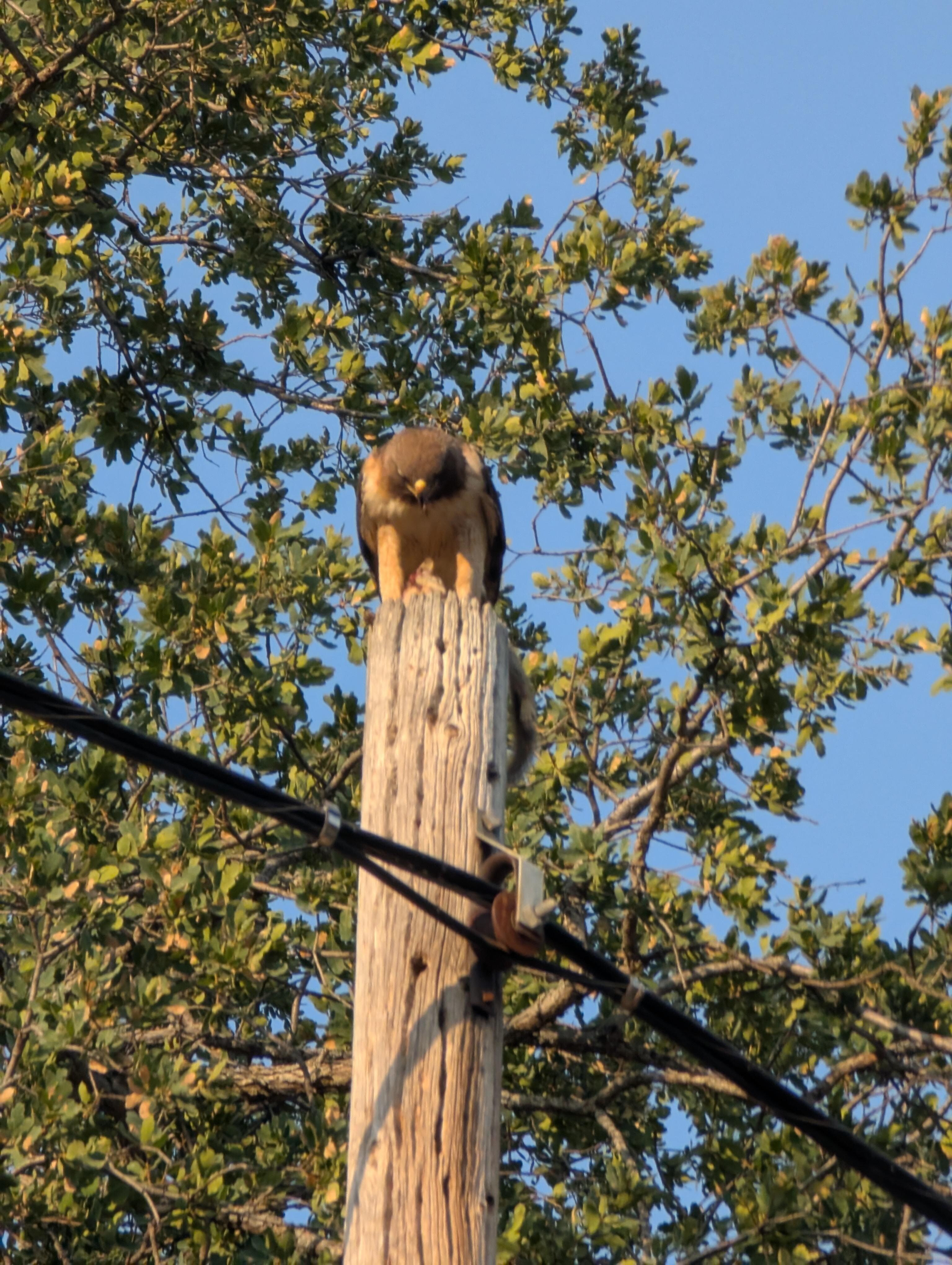 One of many hawks we spotted. We also saw quail, turkeys, kestrels, hummingbirds and many more!
