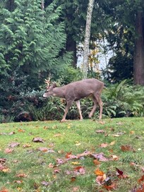 On our initial ride in, we encountered a deer just off the driveway.