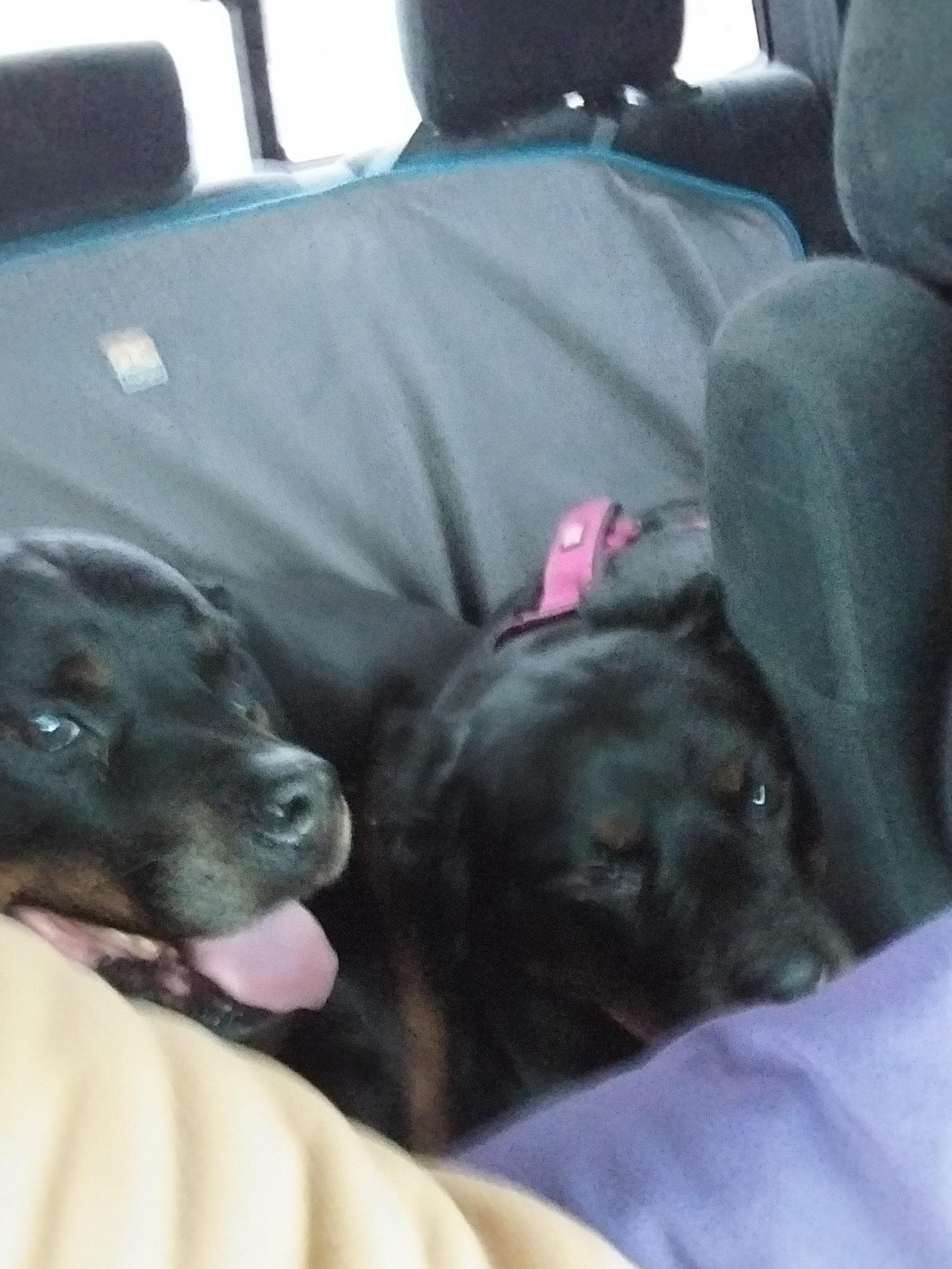 Our dogs loved the experience 