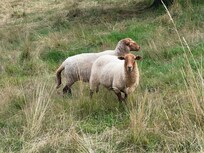 Sheep in the back yard