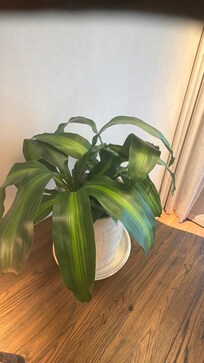 One of the plants in the room